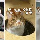 함께냥 전주점 이미지