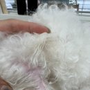 몽글댕글 이미지