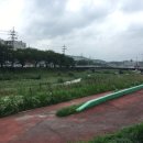 세진식도