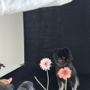 신내환경 | 🐶 신내 조군사진관 블랙탄 포메라니안 애견 프로필 촬영 후기 🐶