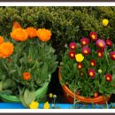 북구청광장 이미지