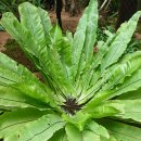 제주 삼도파초일엽 자생지 | 섶섬에서 온 초록의 위로, 파초일엽(芭蕉一葉)이야기