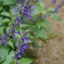 블루세이지 이미지