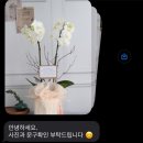 미미정원 | 상견례선물추천 상견례난 보자기호접난 미미의정원 내돈내산 후기