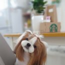 쁘띠애견미용실 이미지