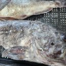 신안우럭 이미지