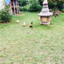 강촌걸리버여행기 이미지