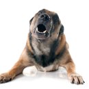 데이즈동물의료센터 이미지