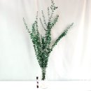 모기 기피 가랜드 만들기 이미지