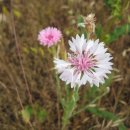 자전거도로 옆 이미지