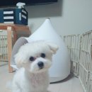 개깎쟁이 이미지