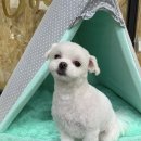 마마펫살롱 이미지