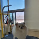 뭉치, 그루밍 이미지