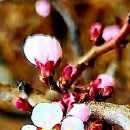 백의민족 이미지