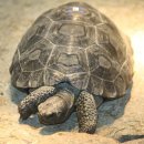 거북이네 이미지