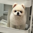 멍멍하개 이미지