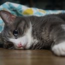 헤어파이