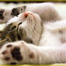 마음동물의료센터 이미지