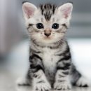 레미 동물병원 이미지