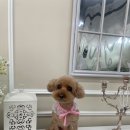 선사애견 이미지