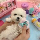 몽슈슈 강아지 이미지