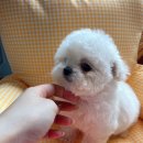 늘 함께하 개 이미지