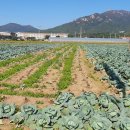 대덕읍 행정복지센터 이미지