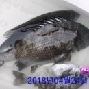 통영바다마트낚시