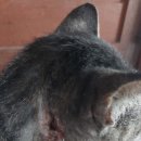 다나은동물약국 이미지