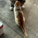 강릉수제버거 디스코버거 본점｜와규스테이크, 끝주는버거 후기