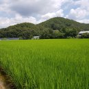 시흥시토지매매-산현동토지매매-물왕저수지인근토지매매-오르리522중개법인 이미지