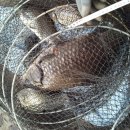 그린낚시터 이미지