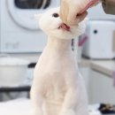 몽쉘 그루밍 이미지