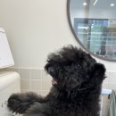 올케리