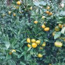 동백농장 이미지