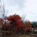 덕사리구절초마을 | 대전 근교 가볼만한곳 충북 괴산 구절초축제(주차.먹거리.입장료)