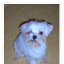 밀크 카카오 검색결과