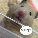 간헐적 일상 기록