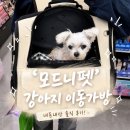 이자매펫미용원 | 강아지 백팩 프론트백 모드니펫 이동가방 추천! 17살 노견도 만족한 내돈내산 후기