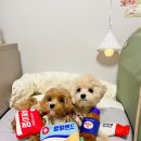 샘솟는약국 이미지