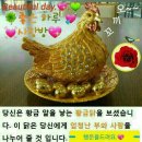 황금닭 이미지