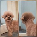솔리스텔라