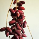이집트 대추야자(Date Palm) 이미지