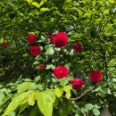 우화 목장 이미지