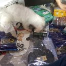 강아지천국 이미지