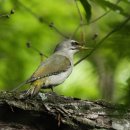 딱따구리 이미지