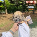 외모대비 낮은 분양비용으로 아기 강아지분양 보내요 [ 소형견분양, 중형견분양, 특수견분양, 믹스견분양 ] 이미지