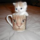 고냥이네 이미지