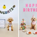 카르펫디엠 강아지유치원 이미지