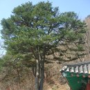 곡성-009 Daum카페